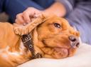 Pet Therapy